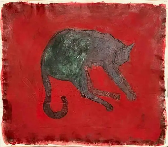 A grey cat on red