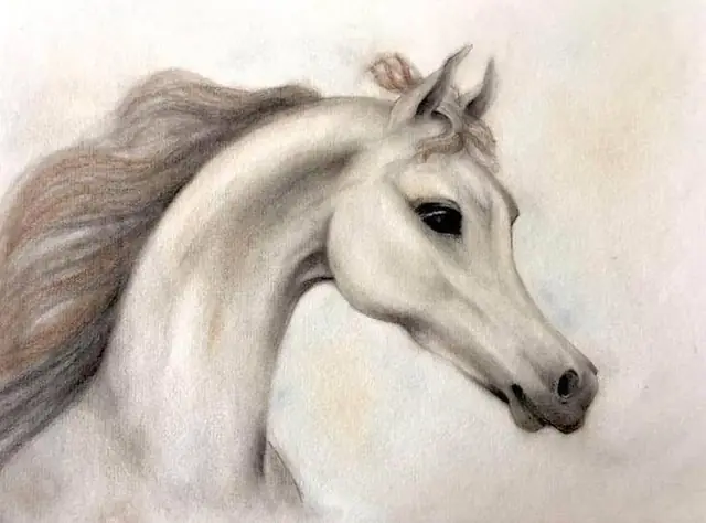 A white horse, head and mane