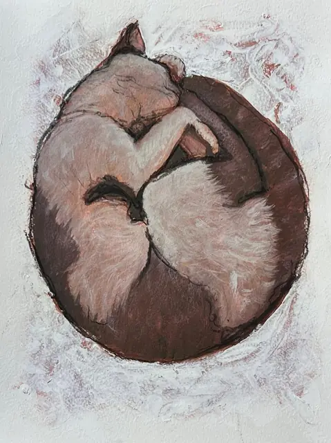 A cream cat curled into a circle, seen from above