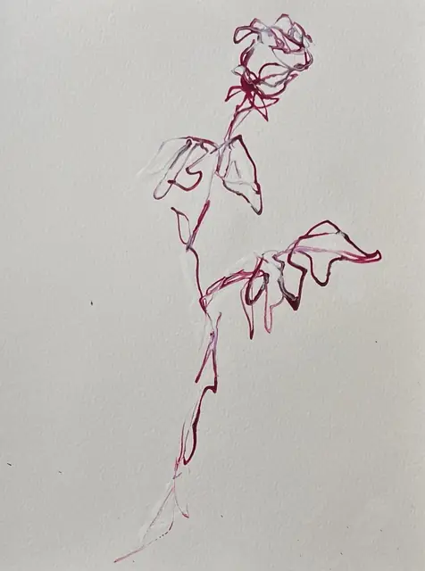 A tall rose in fine pink line, with drooping leaves