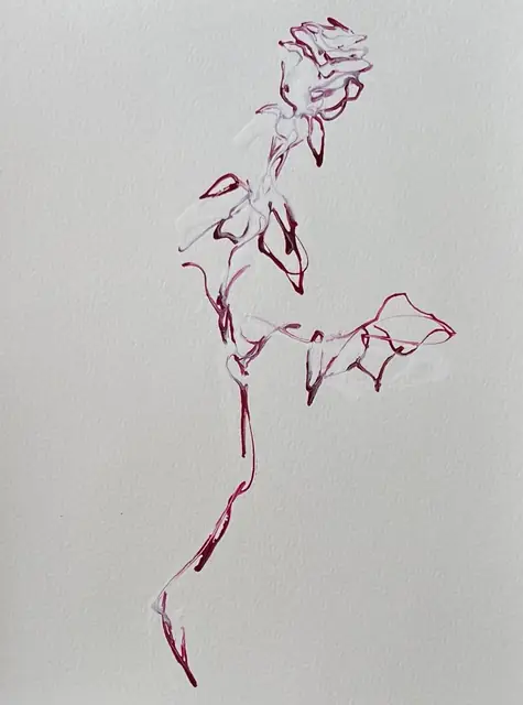 A rose in fuchsia line with touches of white