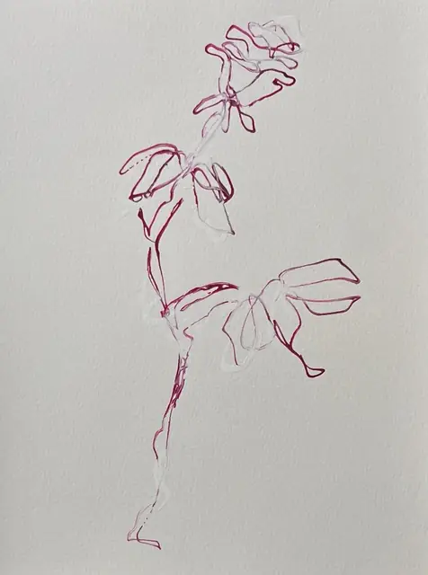 A rose in loose fuchsia line