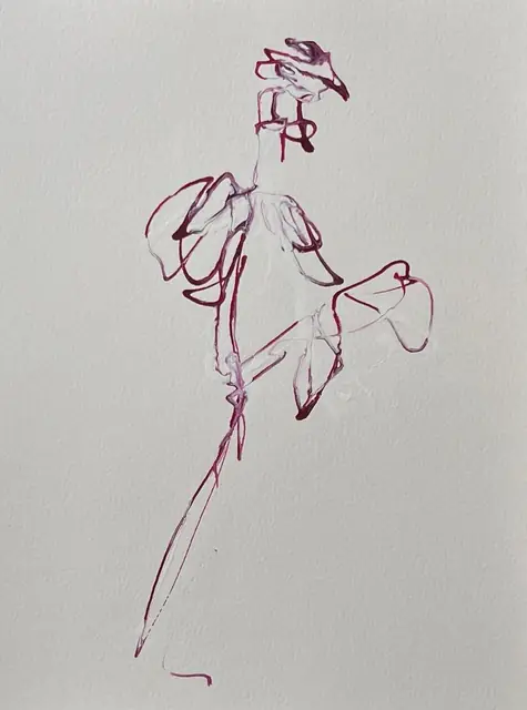 A rose outlined in fuchsia and white