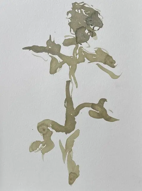 A rose in pale olive-brown ink