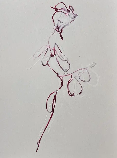 A rose in looping fuchsia and white line