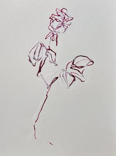 An opening rose in fuchsia and white line