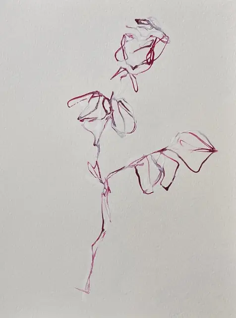 A rose in light fuchsia line, leaves spread wide