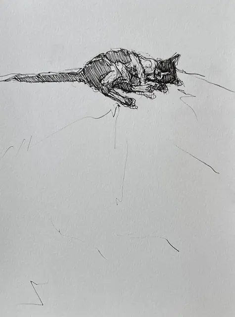A cat lying down, in fine cross-hatched pen