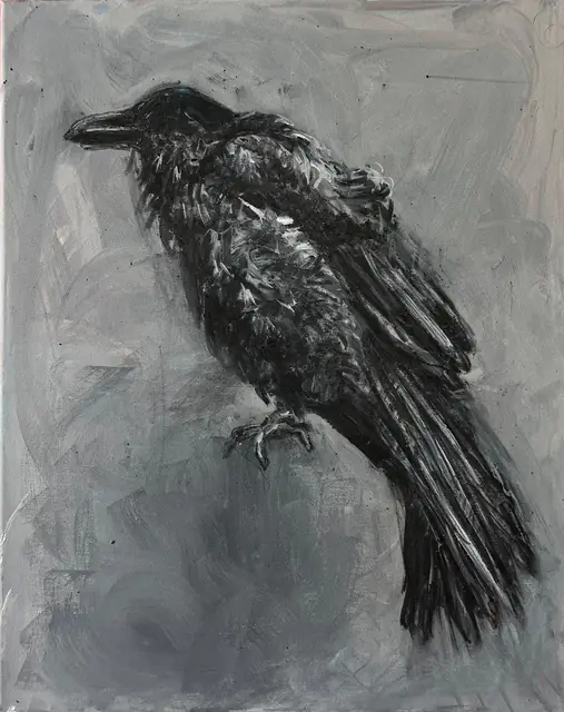A crow in black and silver, on grey